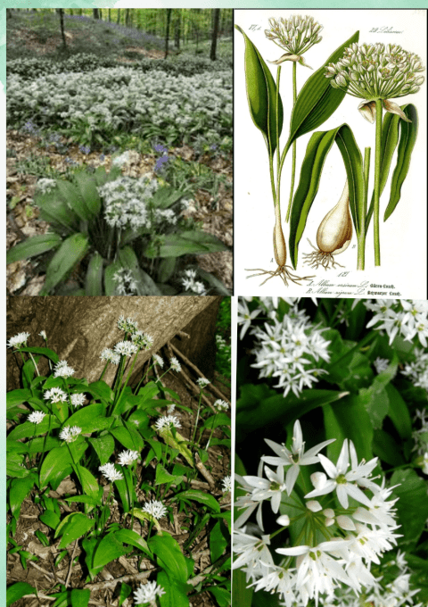 Plantes A