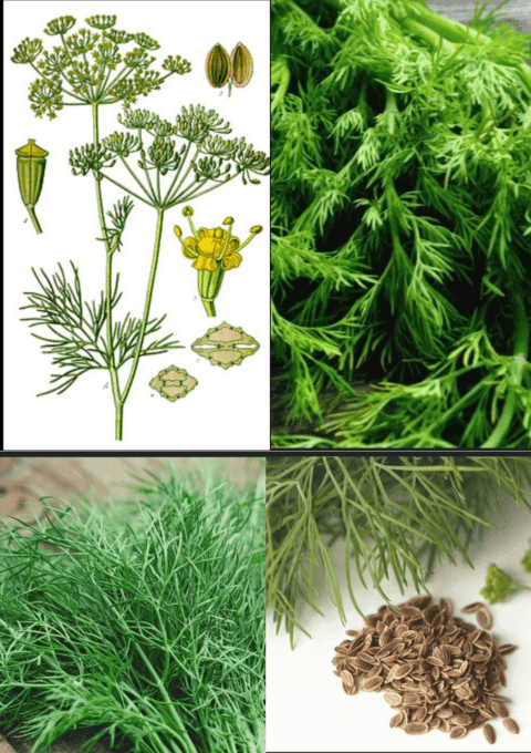 Plantes A