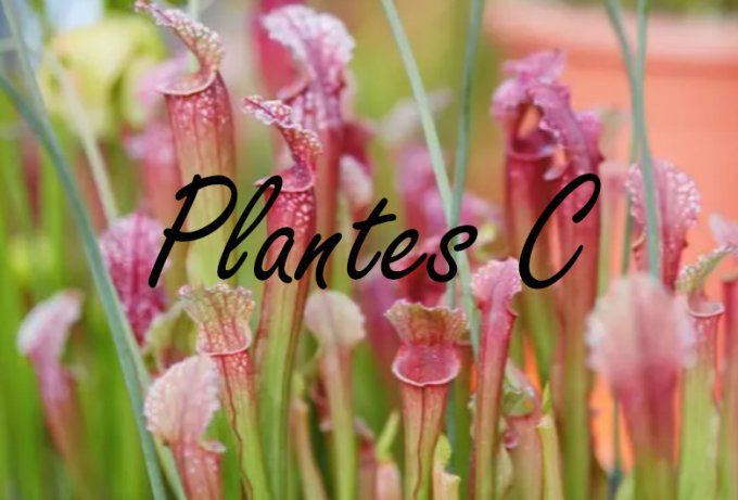 Plantes C 