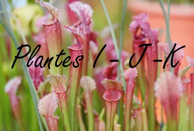 Plantes I - J - K