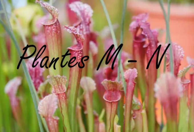 Plantes M- N