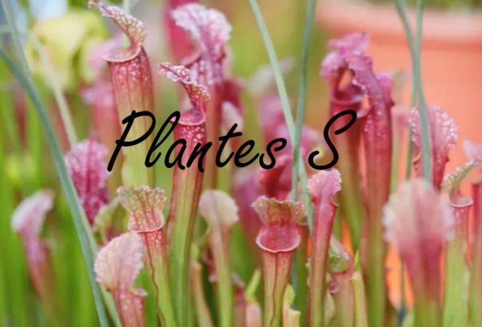 Plantes S