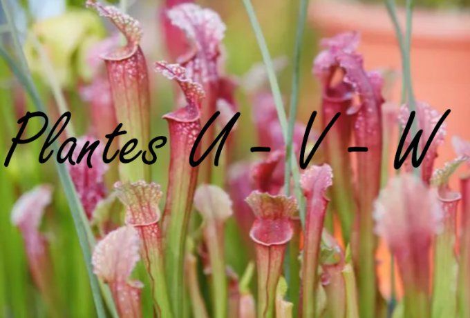 Plantes U - V - W