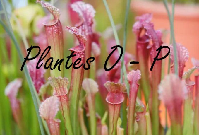 Plantes O - P 
